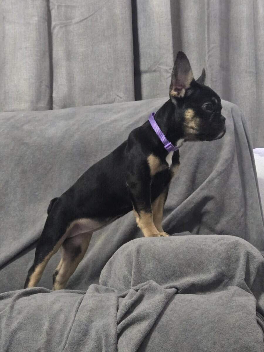 AKC French bulldog puppies (females) image 4