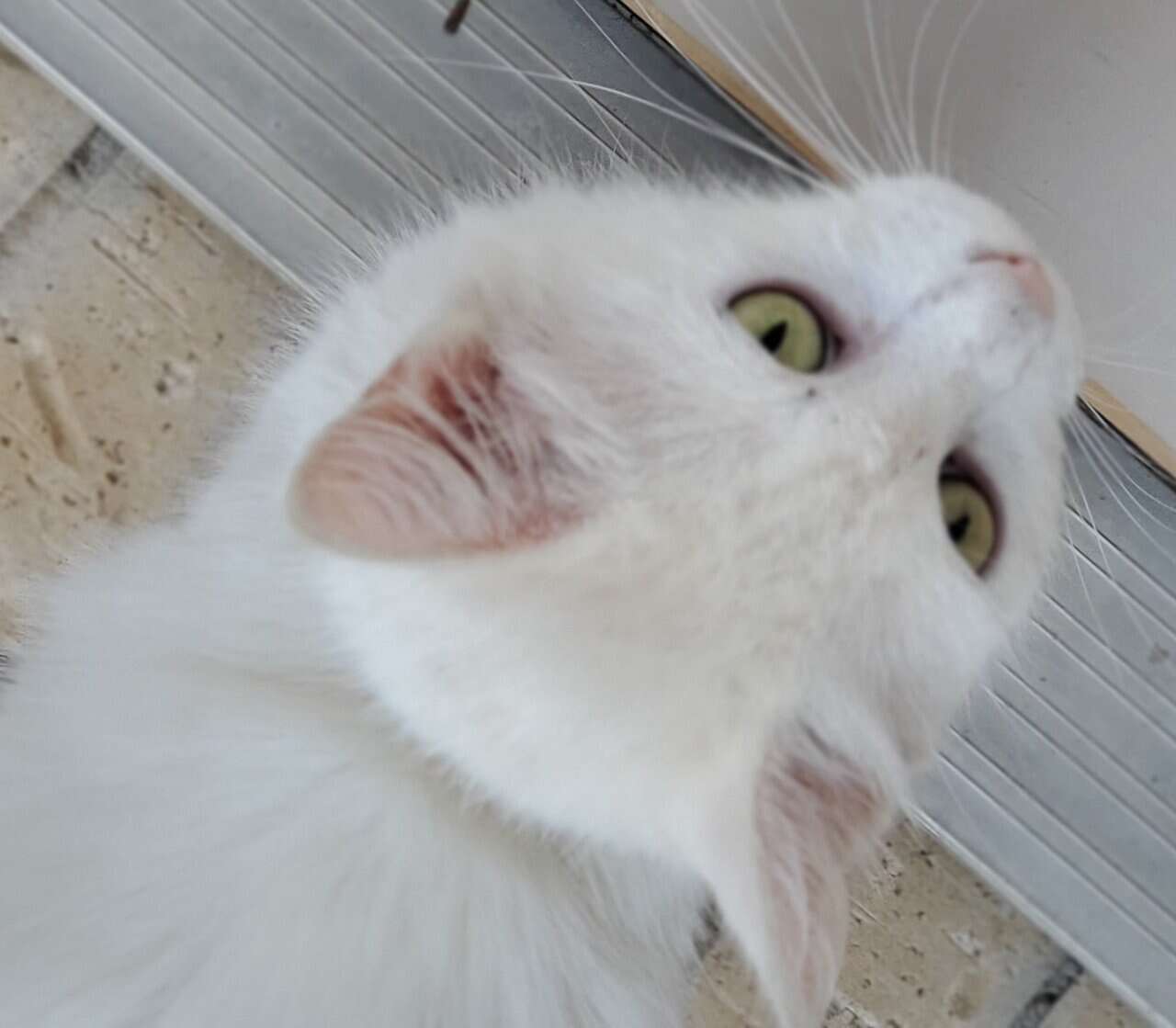 Turkish Van Cat for sale image 4