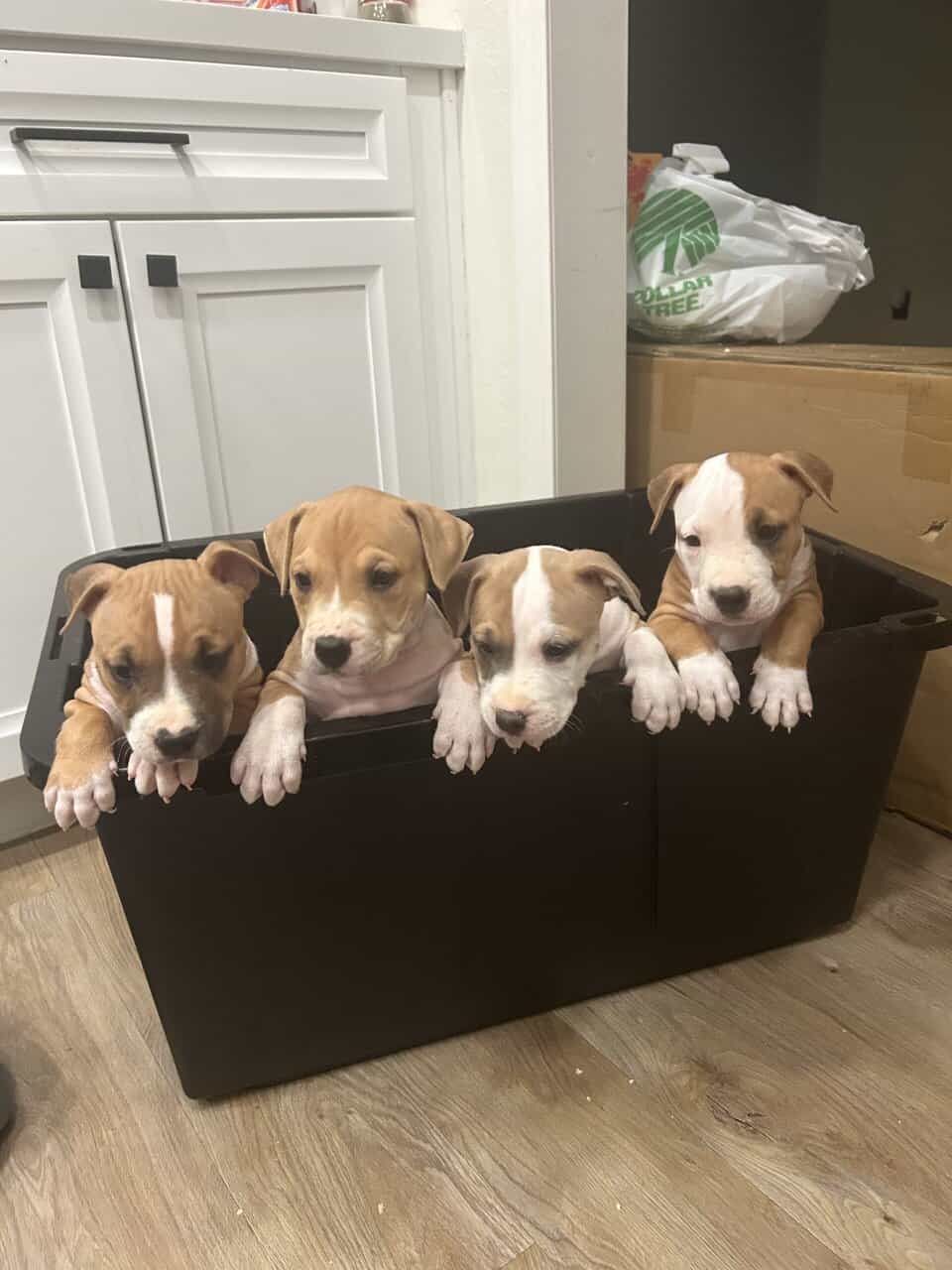 American Bully puppies 🐶 image 1