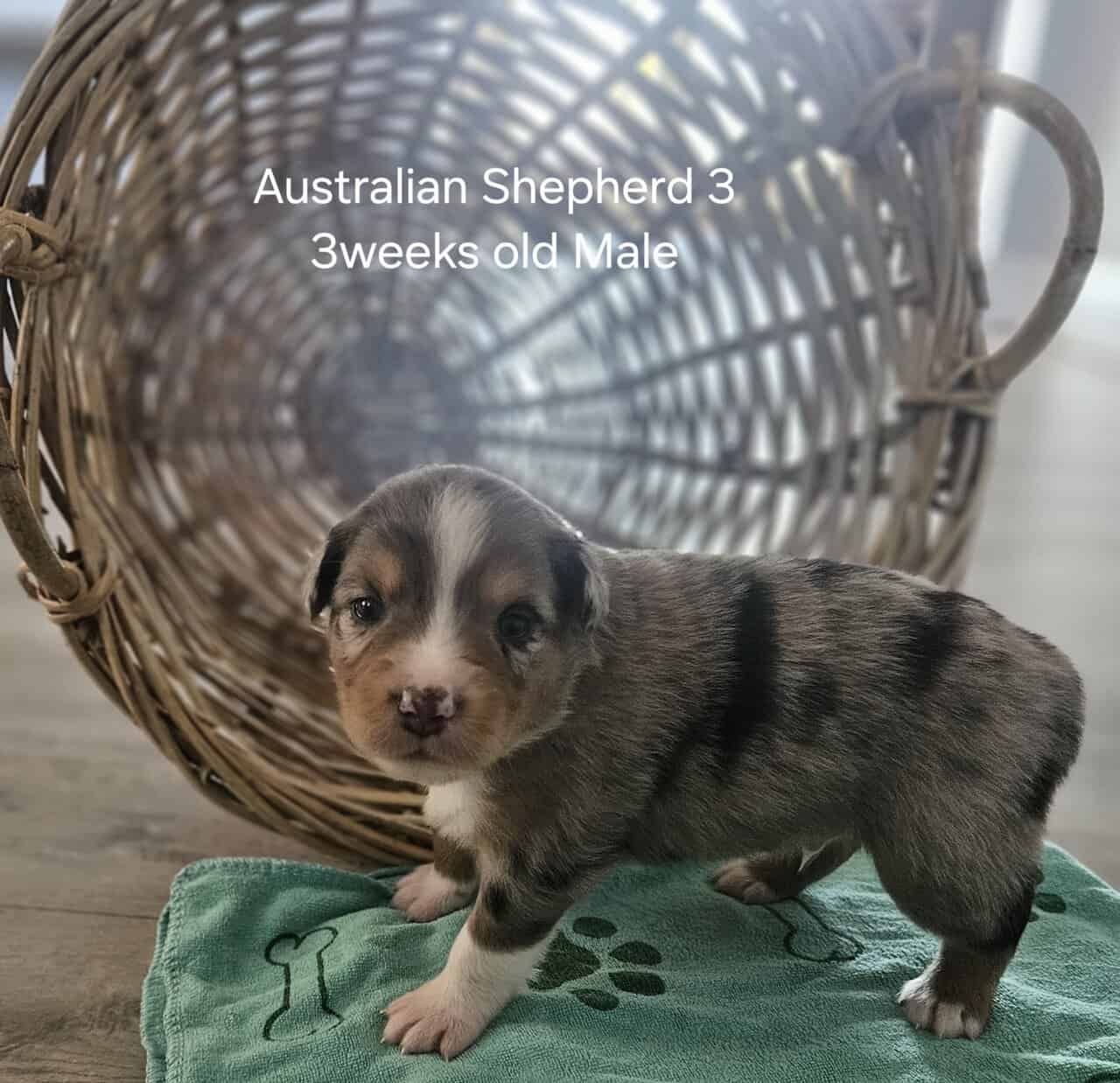 Aussie image 5