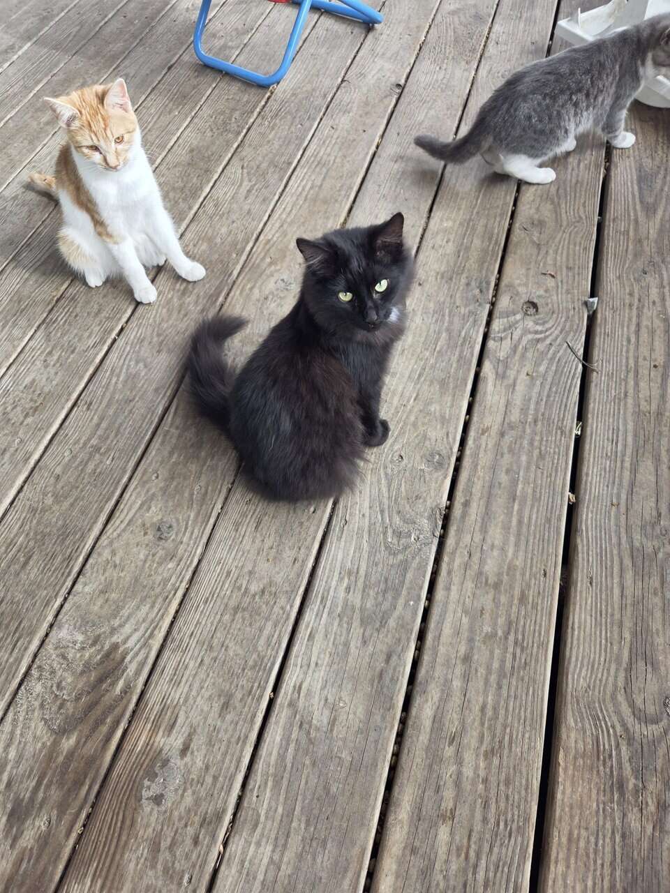 Short and long hair cats image 4