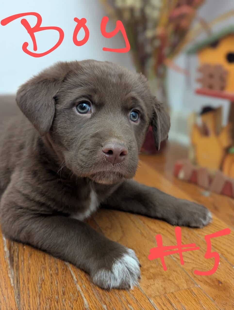 Aussie Lab pups need good home image 1