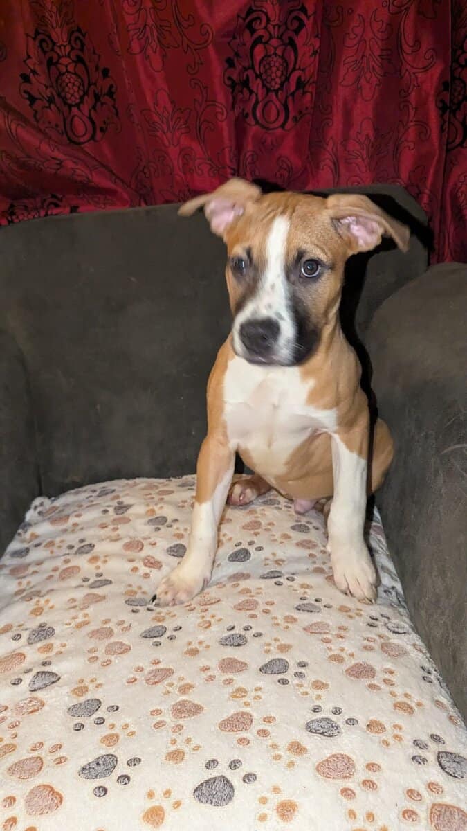 Puppies looking for fur-ever homes image 7