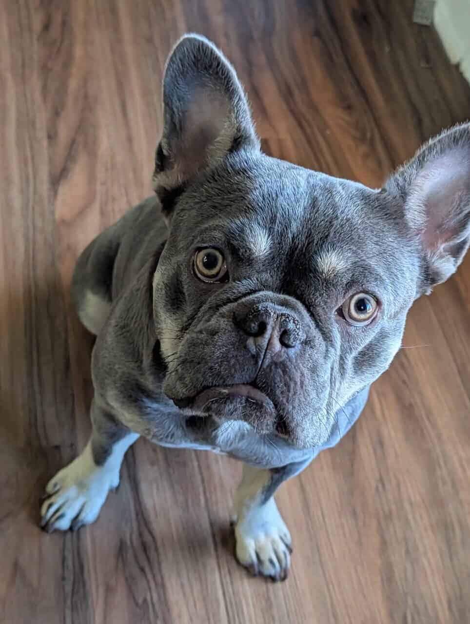French bulldog image 1