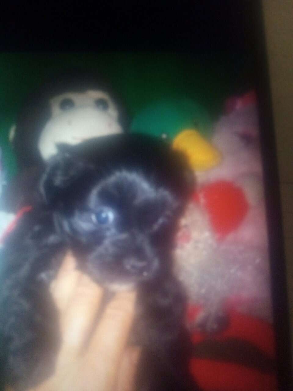 adorable Maltipoos image 1