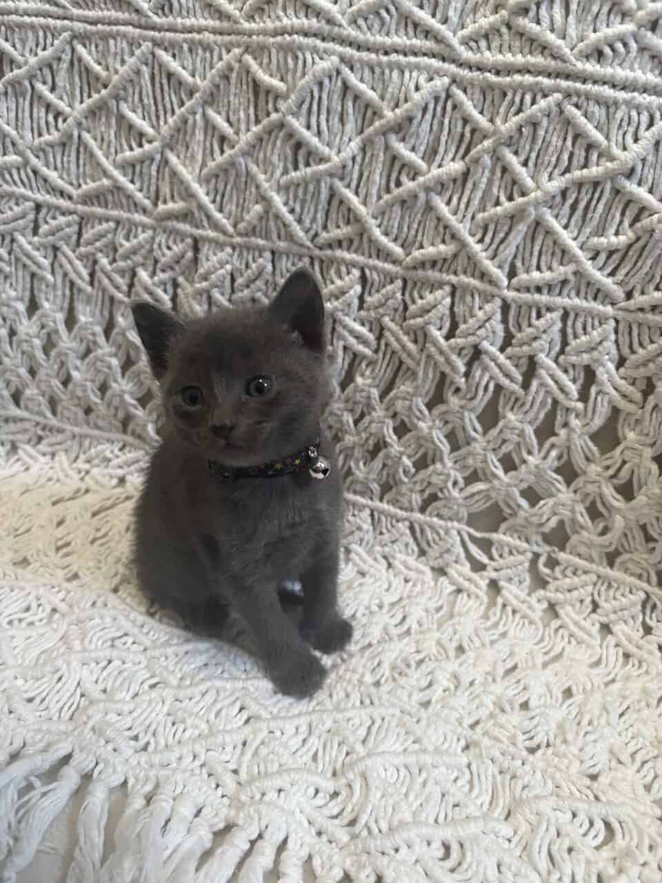 Kittens! image 7