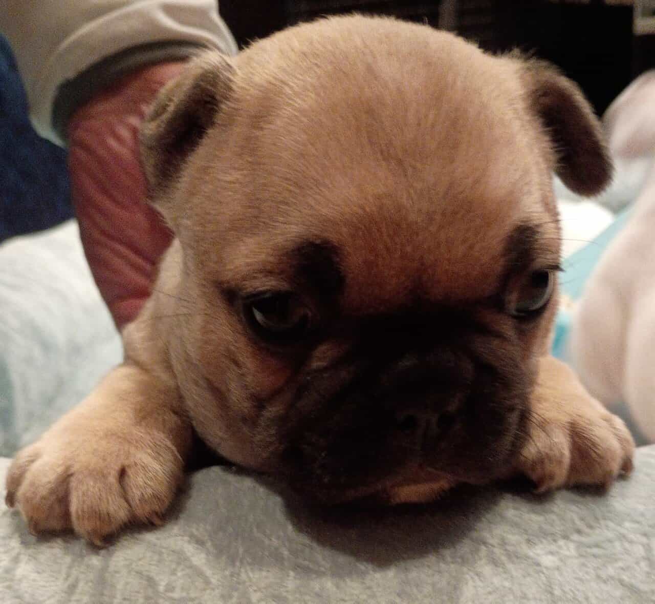 Gorgeous French Bulldog Puppies image 2
