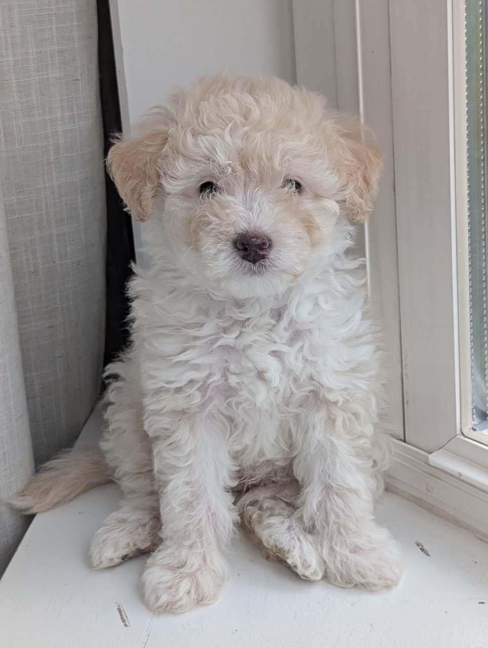 Miniature Aussiedoodles image 15