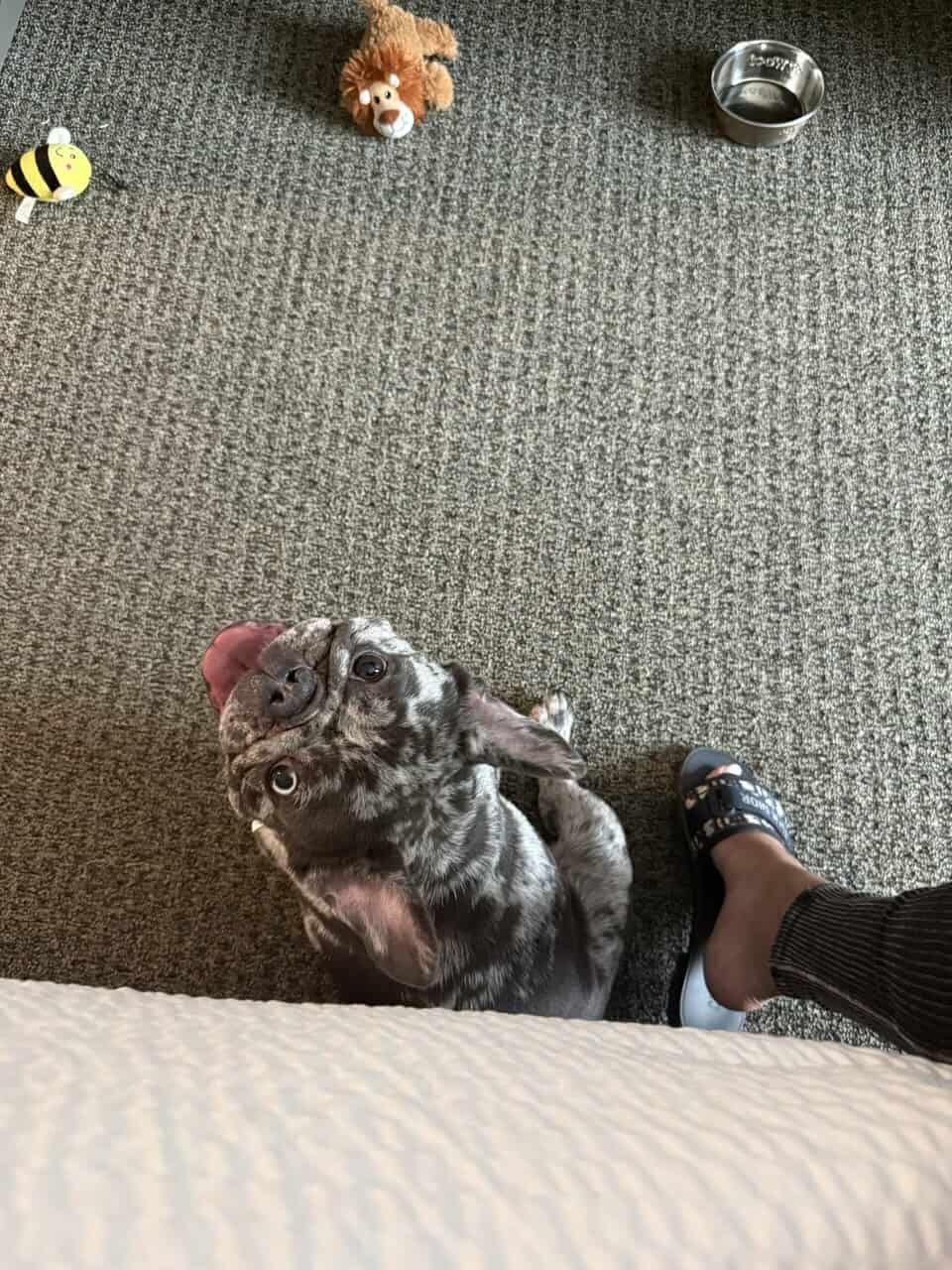 10 month Chocolate Merle French bulldog !! image 2