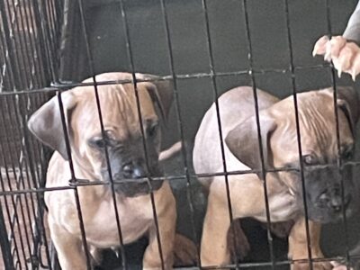 8 week old fawn cane corso puppy for sale