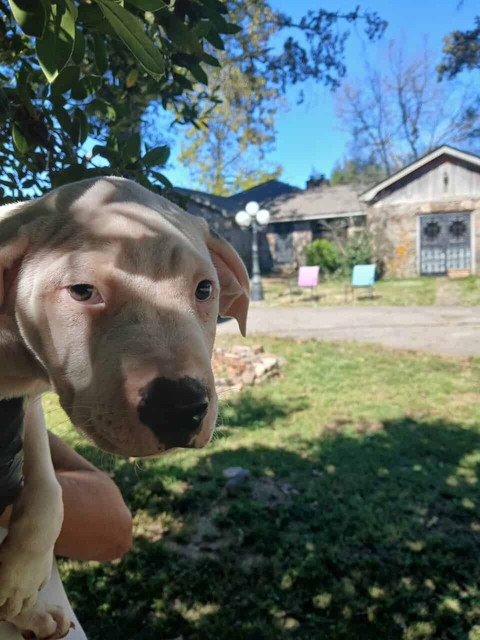 Thor, American Pit Bull Terrier Puppy image 5