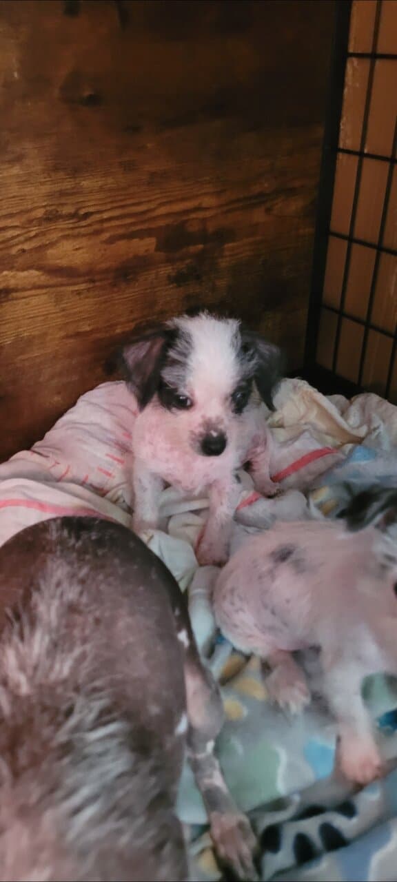 Crested malts image 5
