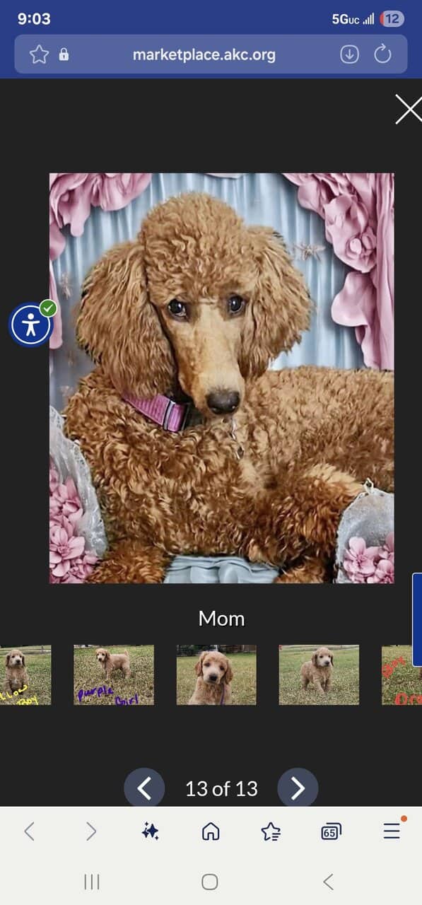 AKC Standard Poodle puppies image 9