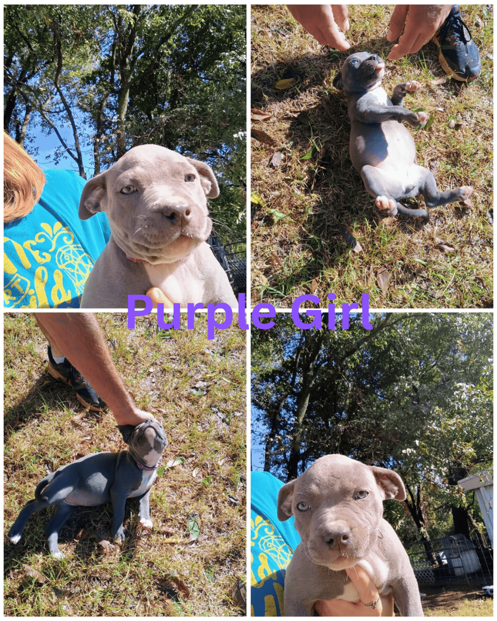 Blue nose Pitbull puppies image 7