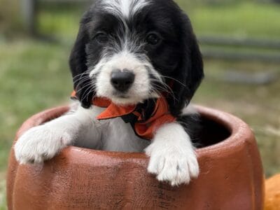 Bean – Poogle (beagle/mini poodle) – ready now!