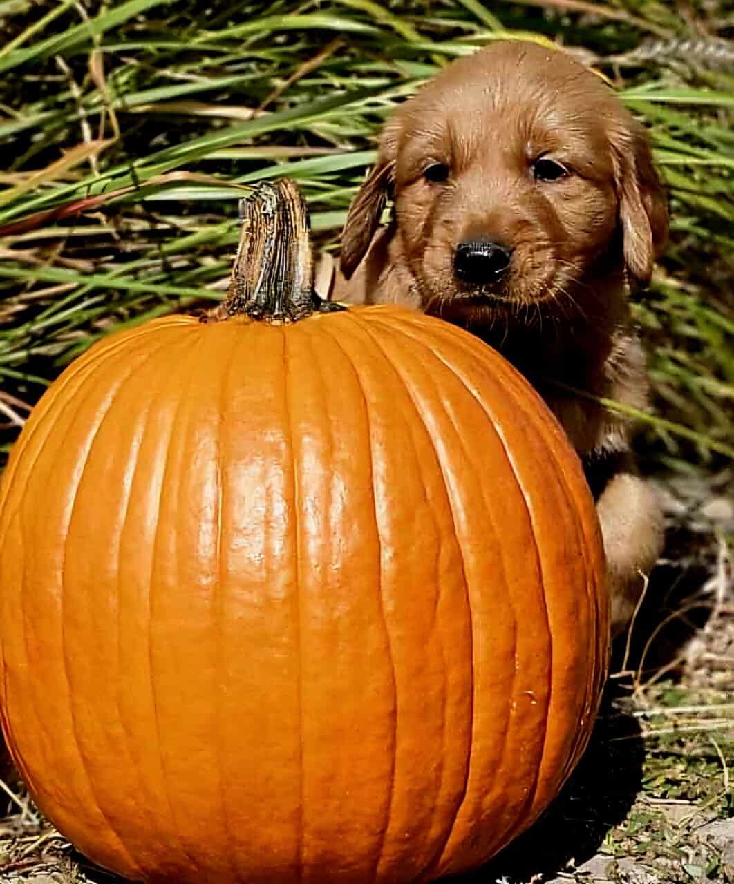 DARK RED AKC GOLDEN RETRIEVER PUPPIES image 7