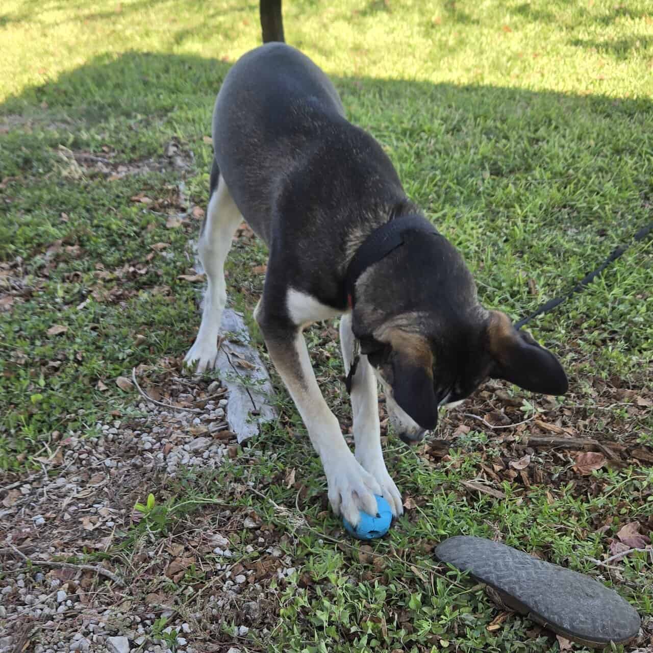 ShinerBock is looking for a forever home image 4