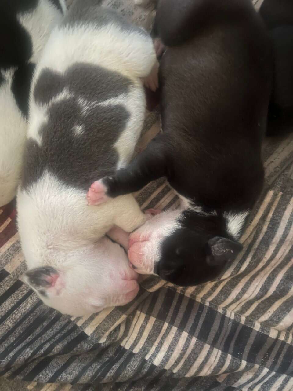 Pit lovers only image 5