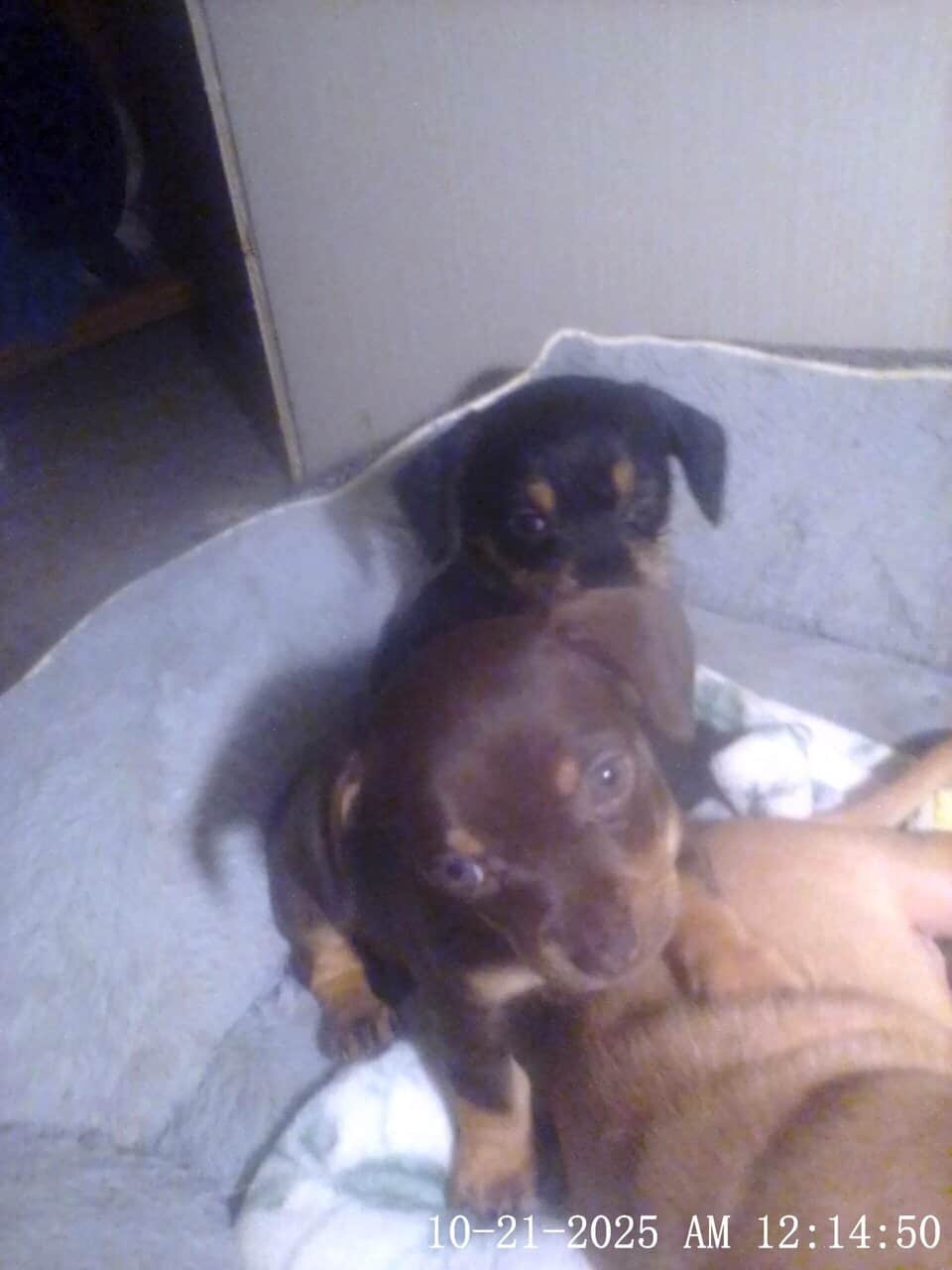 5 week old chiweenies image 3