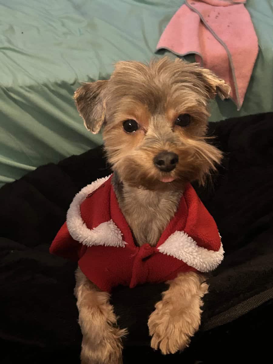 Beautiful Young Female Yorkie Needs a New Home image 1