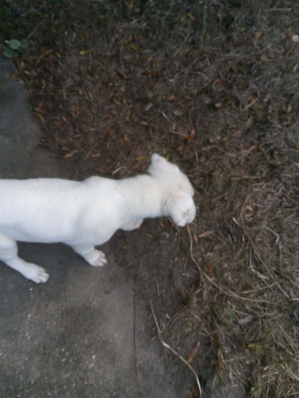 Golden retriever / black lab mix image 7