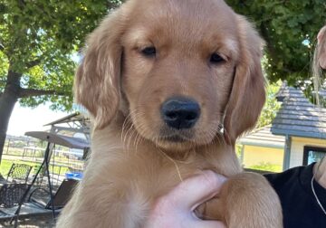 Golden Retriever Puppies