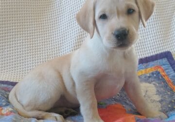 AKC English Labrador Retriever puppy
