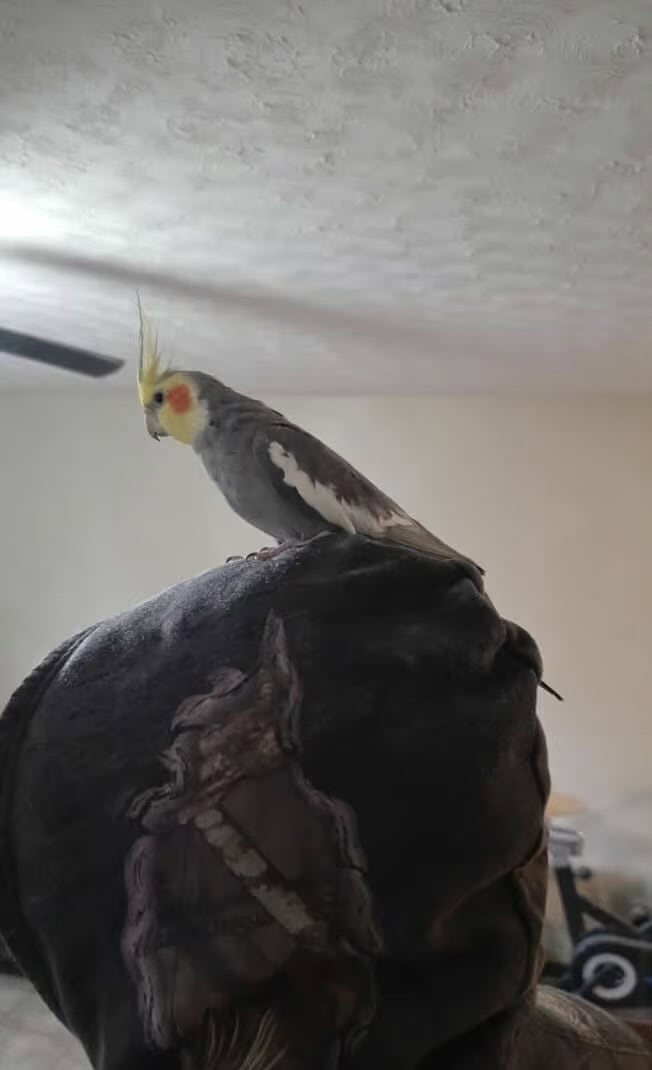 Male cockatiel image 1