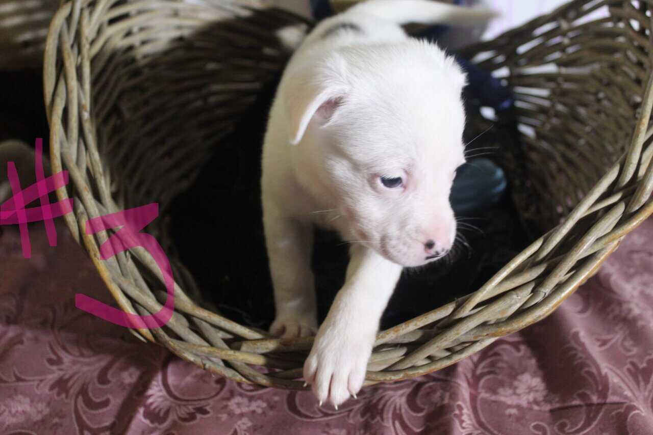 Lab & Pit mix Ready for their fur ever Homes Nov18 image 11