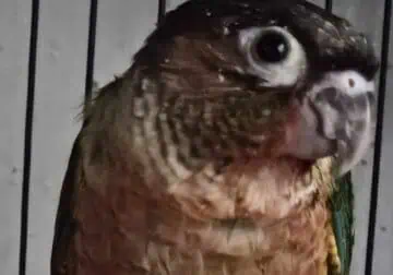 Green cheek conure babies