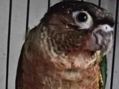 Green cheek conure babies