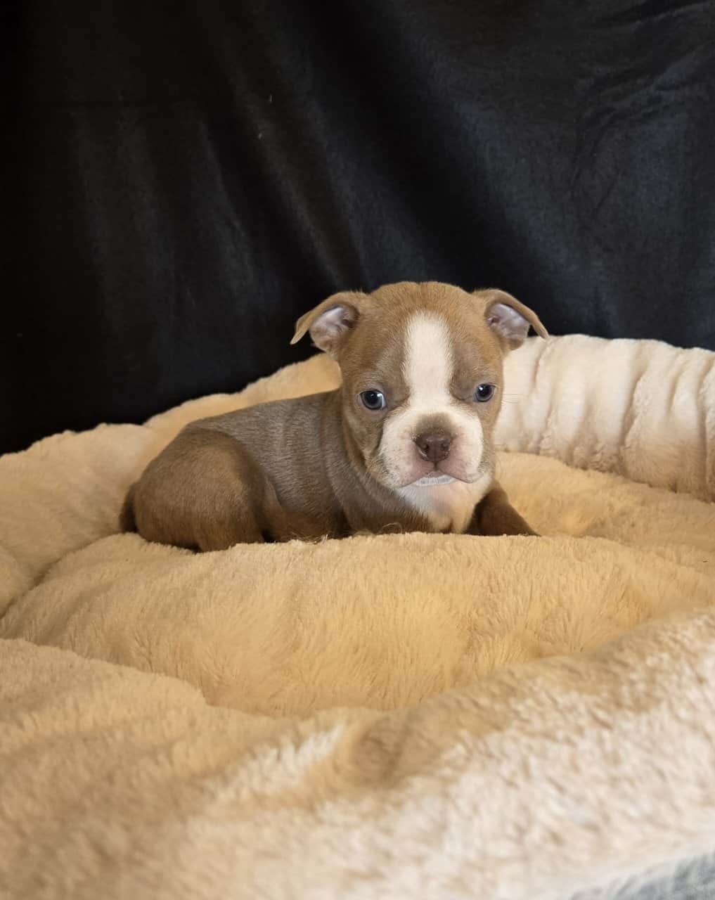 Boston Terriers image 6