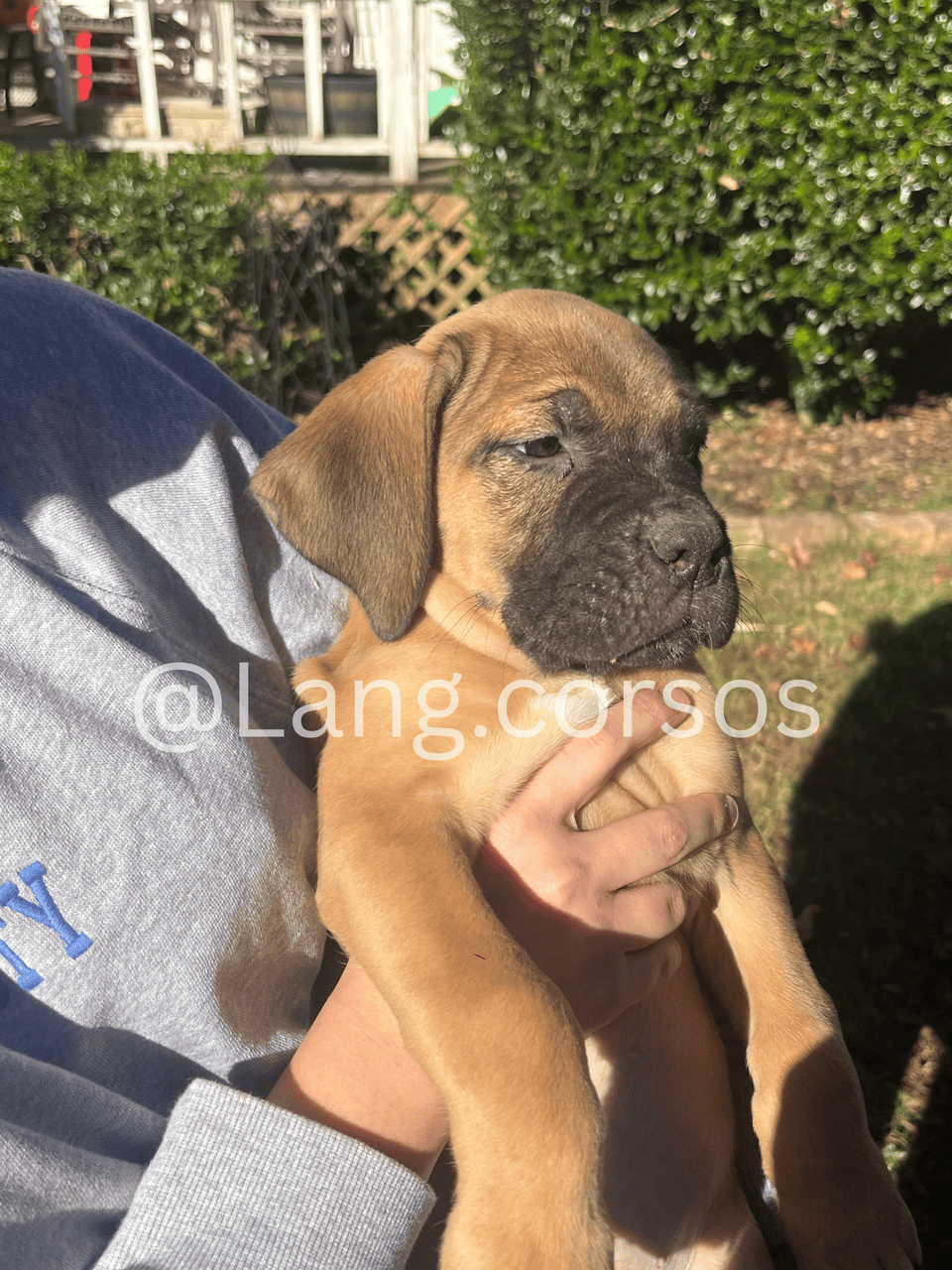 Cane corso puppies for sale image 5