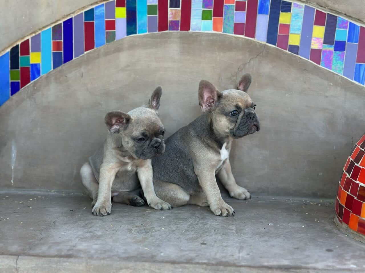 Amazing French Bulldogs for Sale image 4