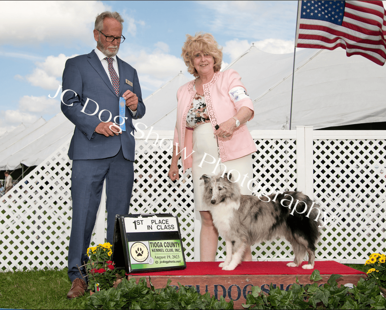 AKC registered Sheltie puppies image 11
