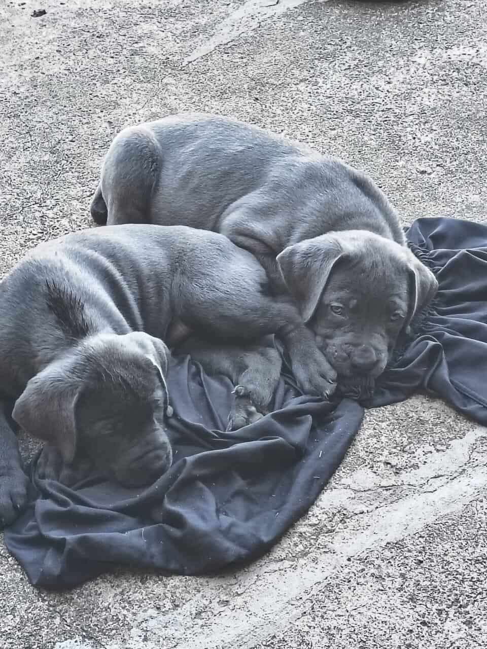 Cane Corso image 2