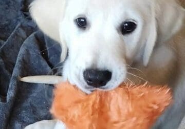 Two Golden Boys Ready for Their Forever Homes