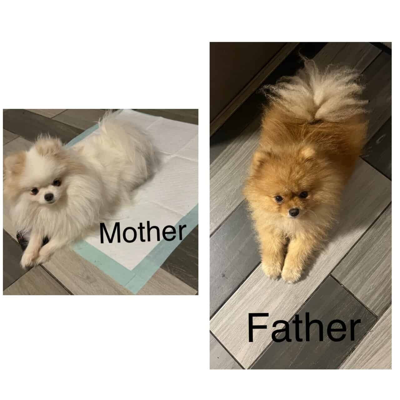 Pomeranians For Sale image 11