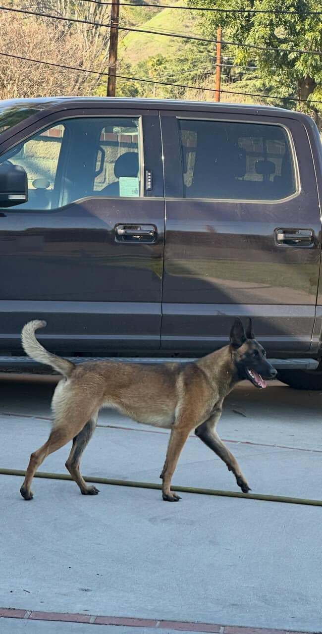 German shepherd Belgian malinois puppies for sale image 13