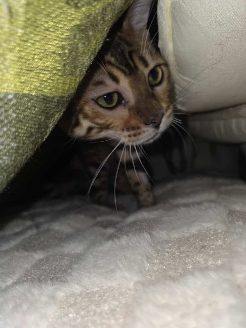 Bengal image 3