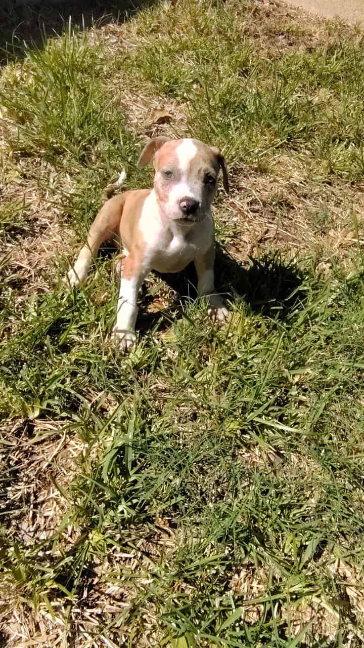 Exotic Pitbull/American Bully image 2