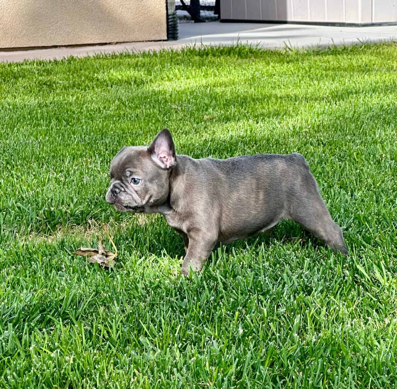 Frenchie image 4
