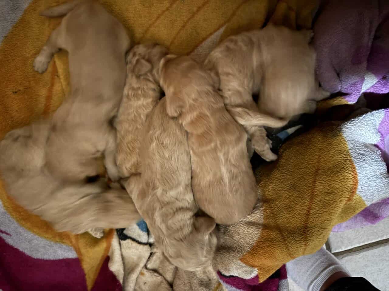 Goldendoodle puppies image 5