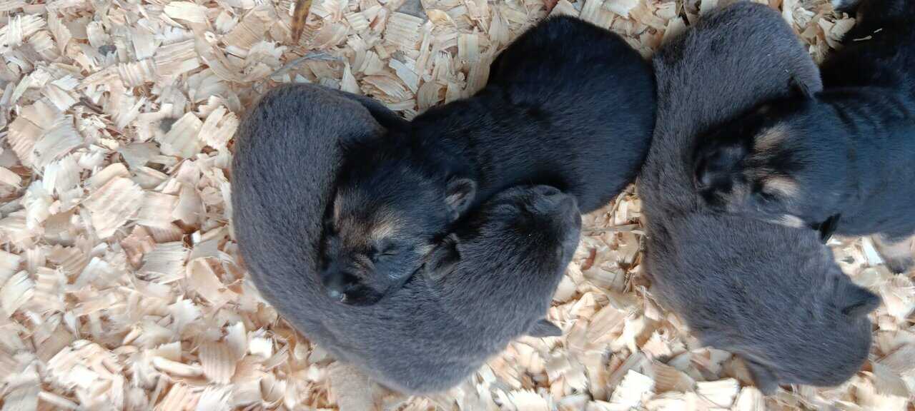 German Shepherd puppies image 5