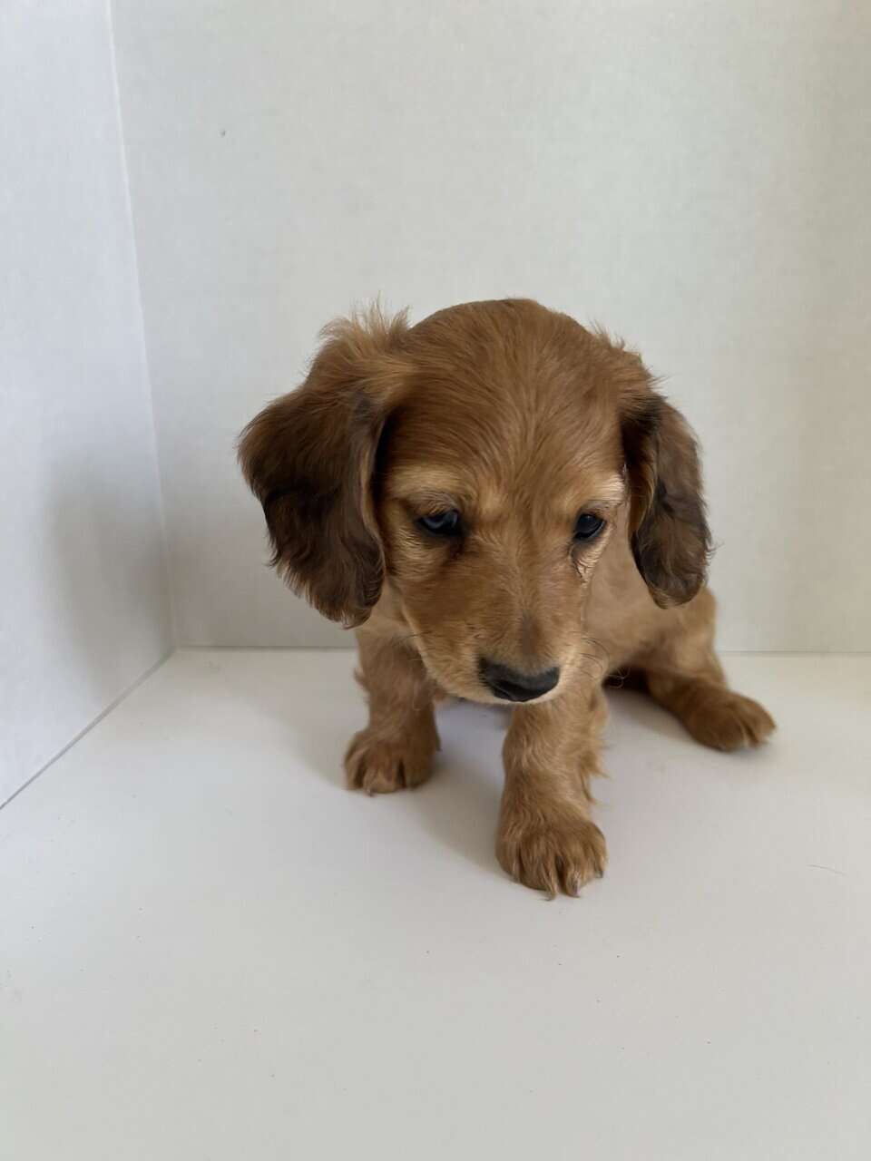 dachshund long hair. image 4