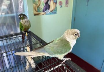 bonded 3 year old conure pair