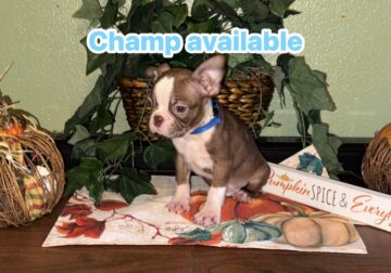 Boston Terrier puppies