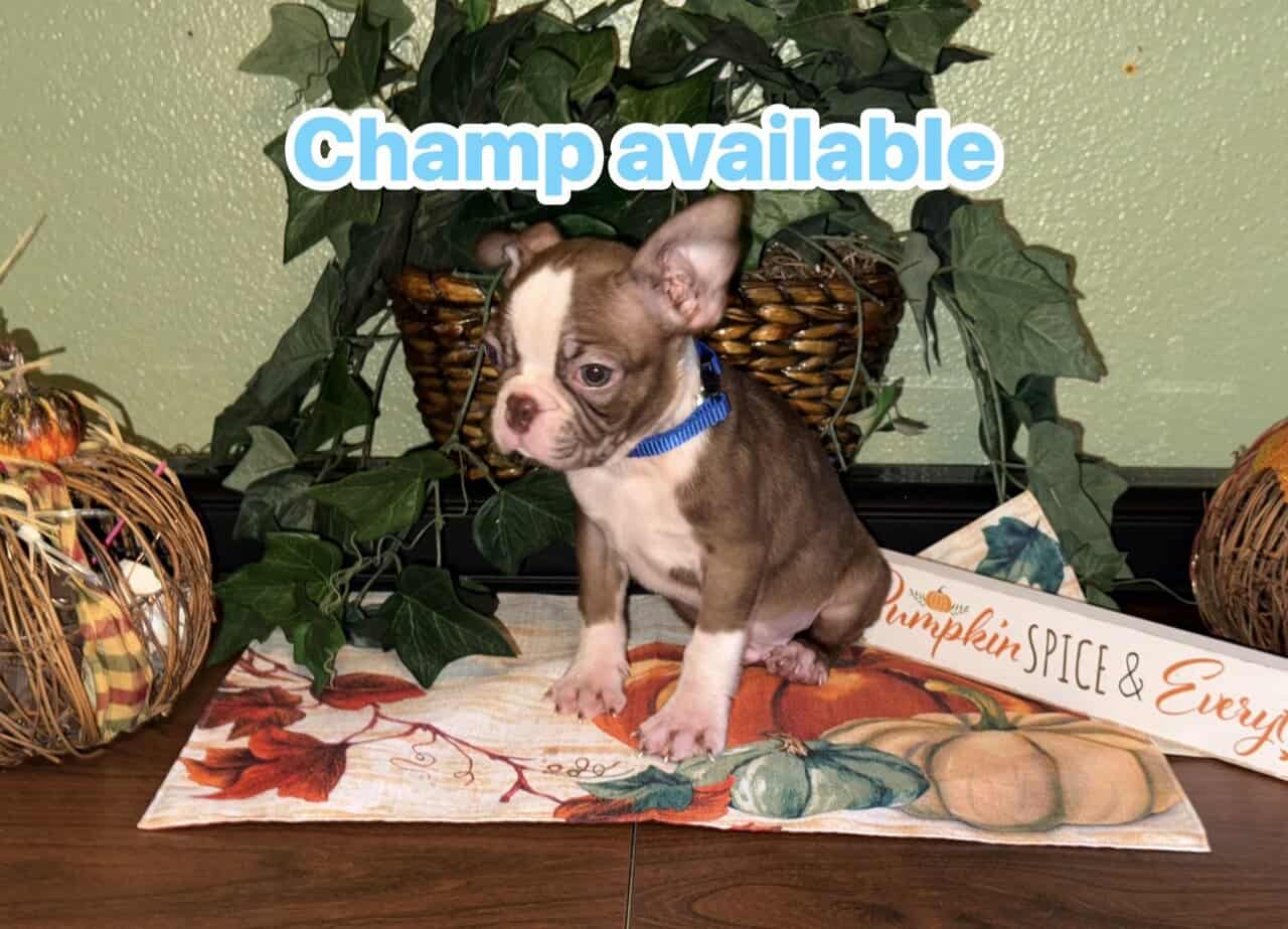 Boston Terrier puppies image 1