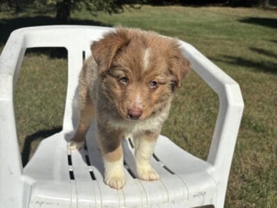Puppies for sale