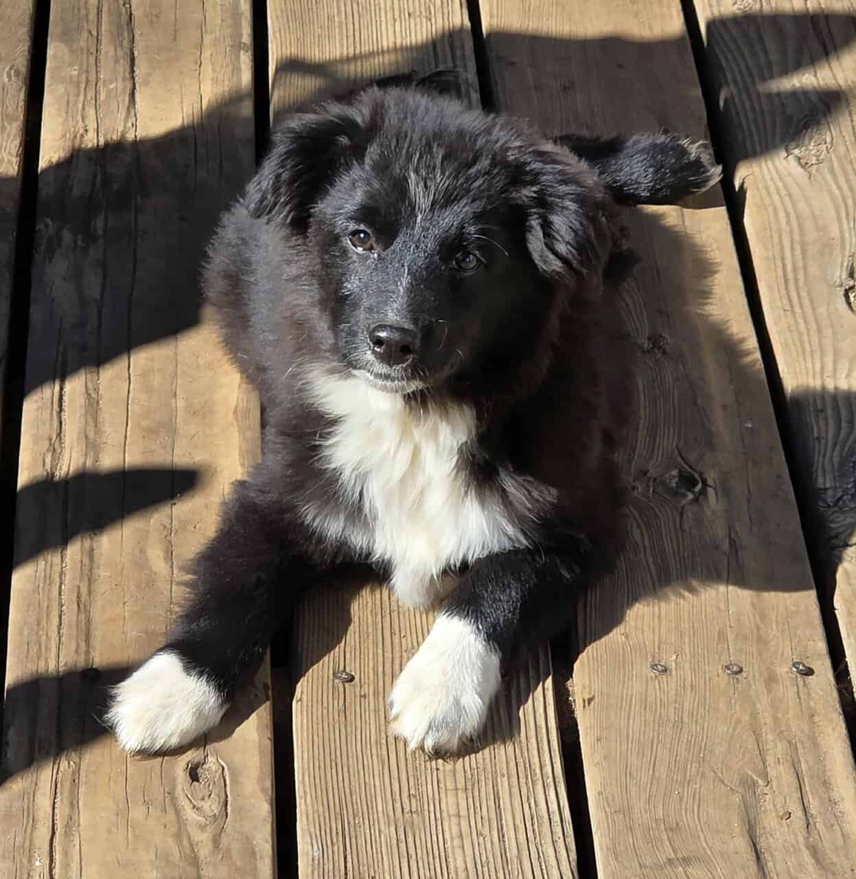 Mini Aussie Boys image 8